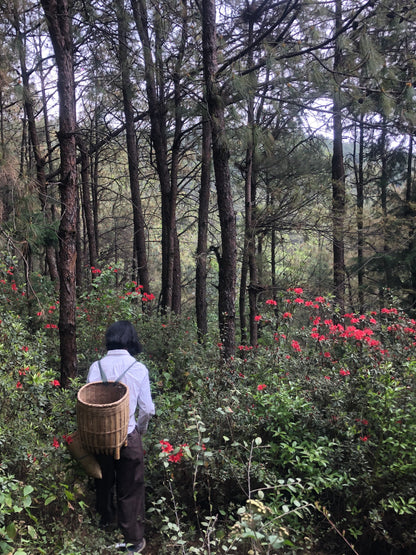 （3-6月）苍山采野生茶 制作自己的白茶