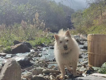 Mini徒步去山间采摘 | 溪边拓染