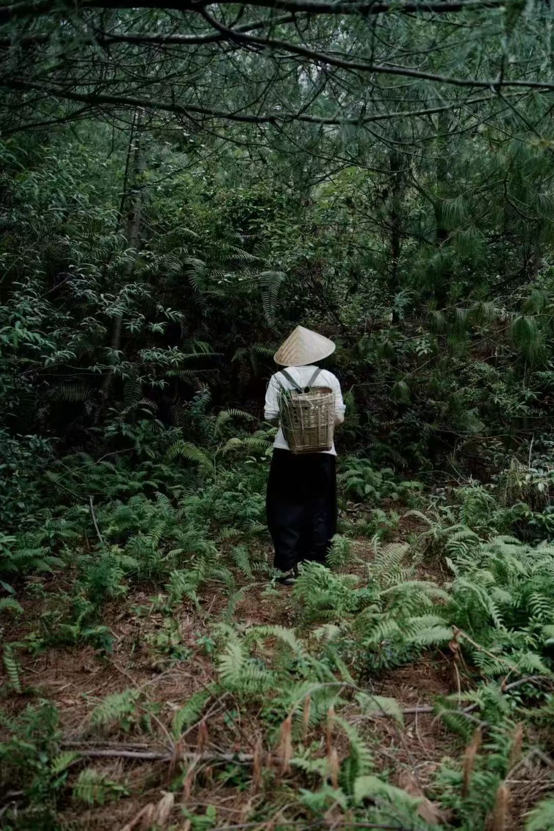 徒步蕨类森林