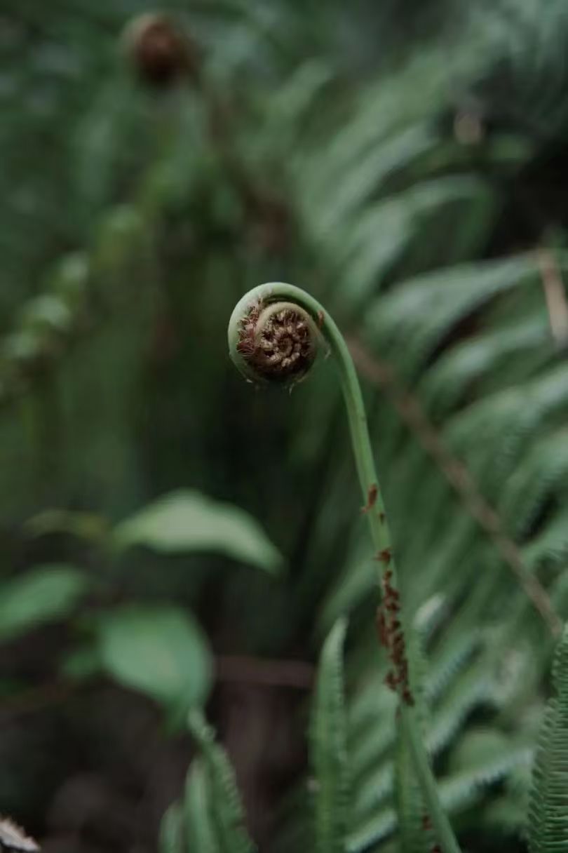 徒步蕨类森林