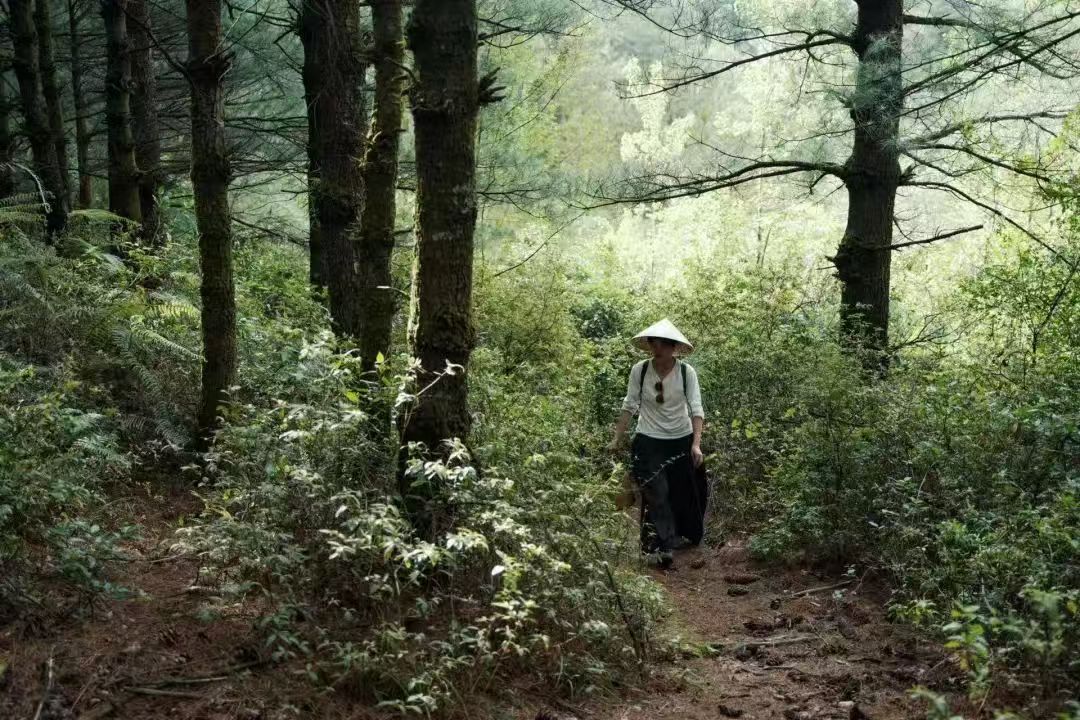 徒步蕨类森林