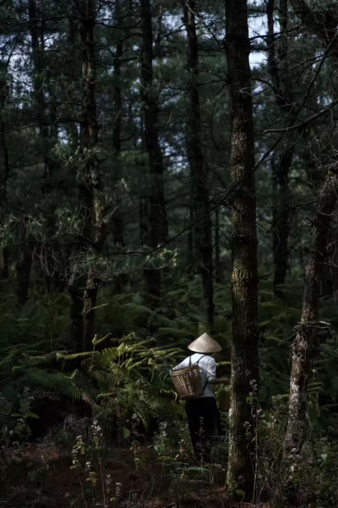 徒步蕨类森林