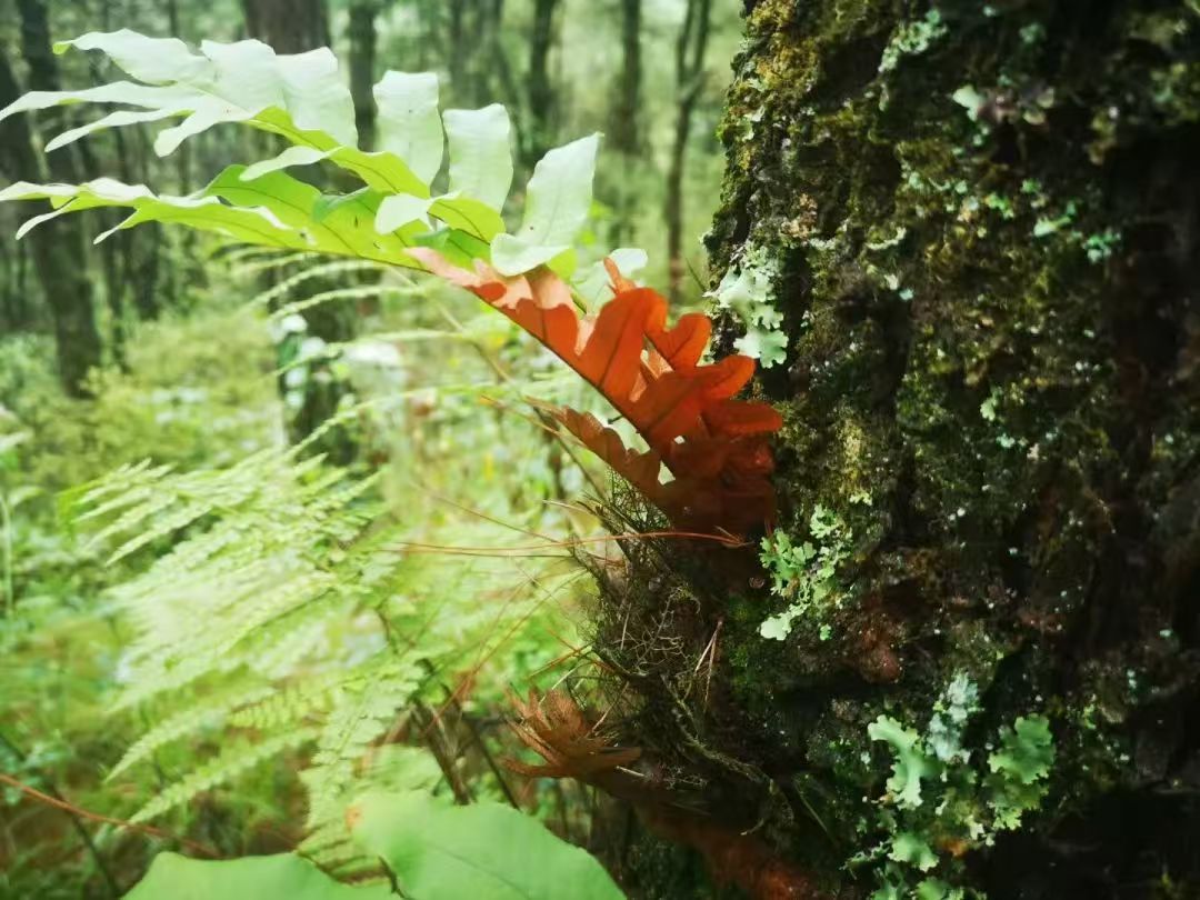 徒步蕨类森林