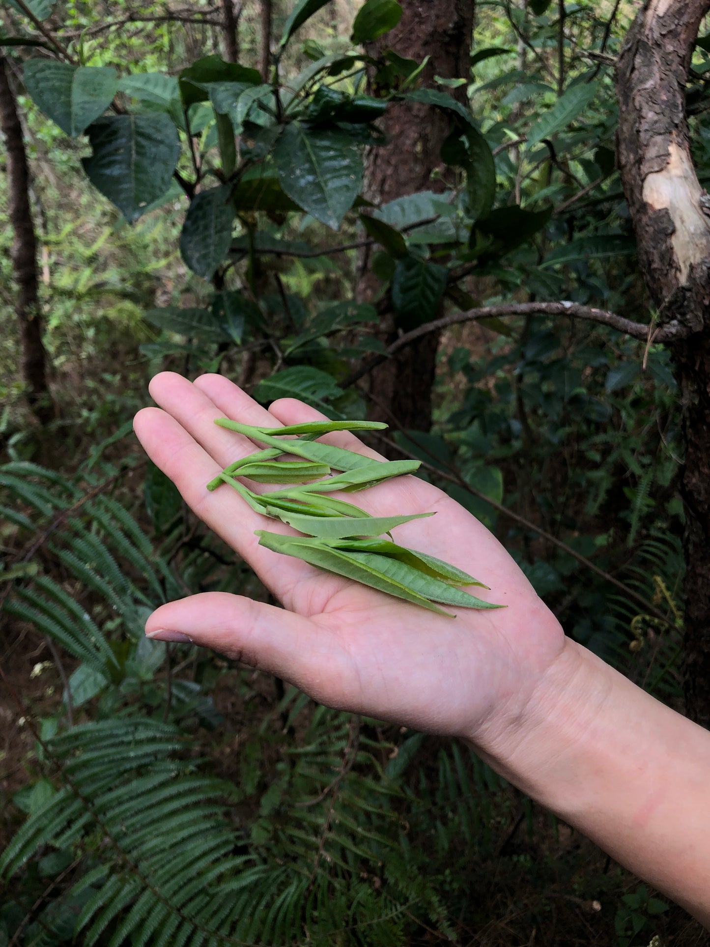 （3-6月）苍山采野生茶 制作自己的白茶