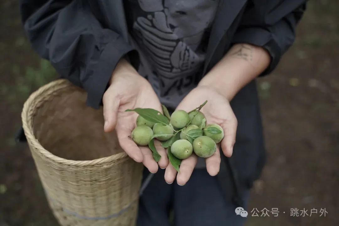 （6月、7月）深山采梅子 | 酿一瓶青梅酒