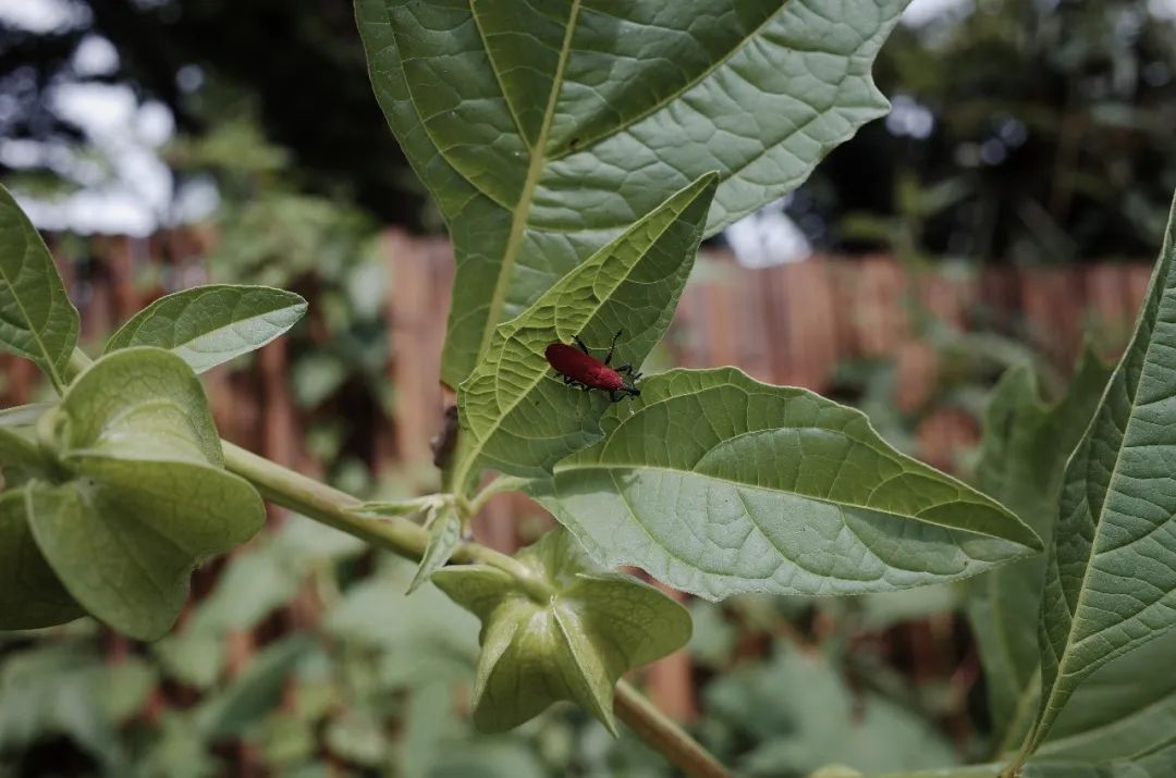 Mini escursione di osservazione della natura | Uccelli, piante e insetti