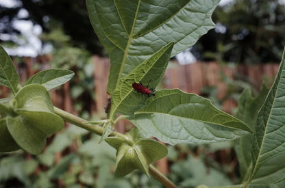 Mini escursione di osservazione della natura | Uccelli, piante e insetti
