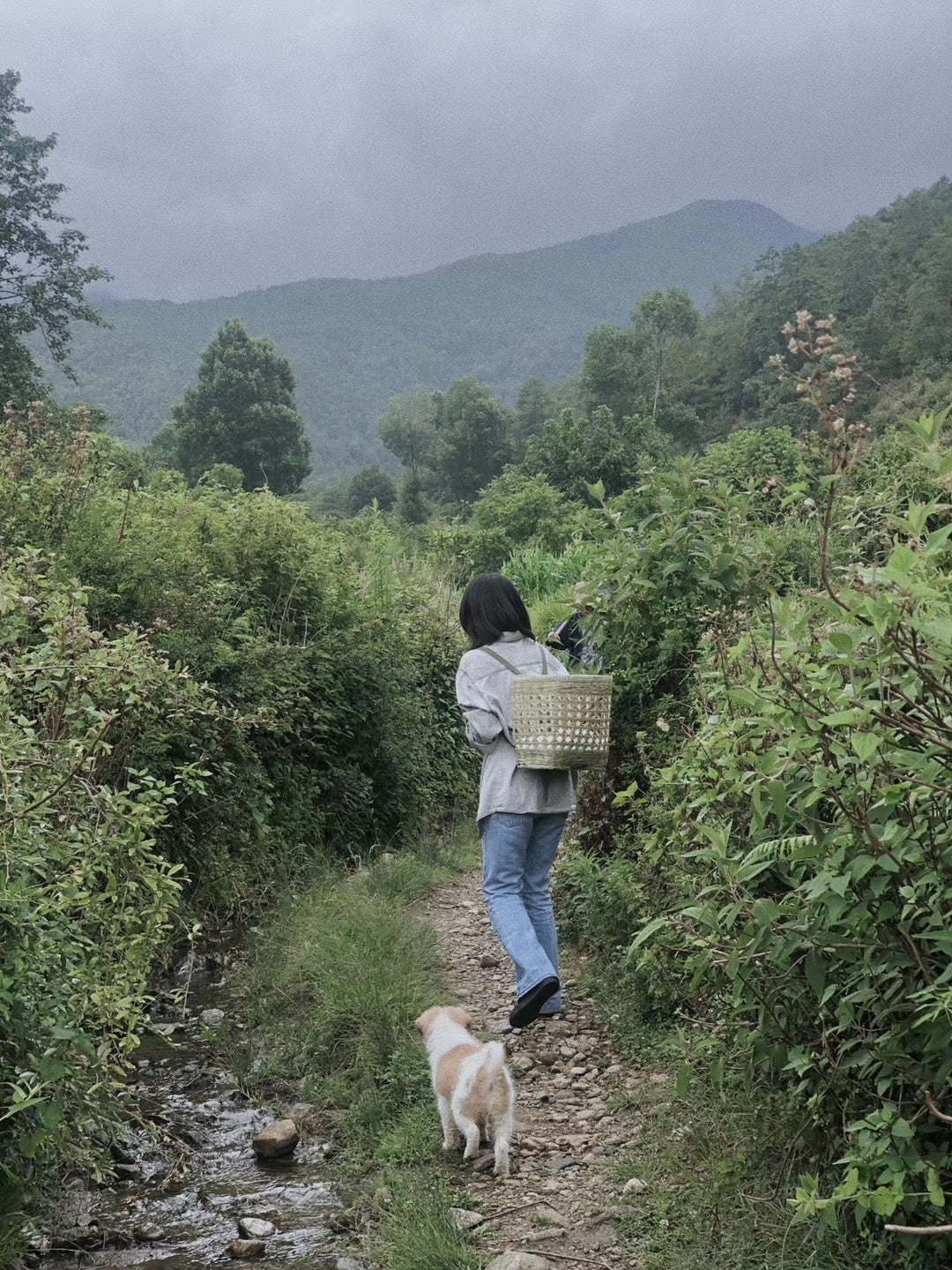 （3-6月）苍山采野生茶 制作自己的白茶