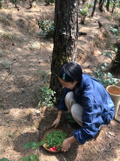 （3-6月）苍山采野生茶 制作自己的白茶