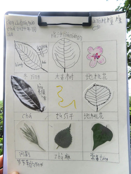 自然观察与笔记 | 鸟类、植物和昆虫