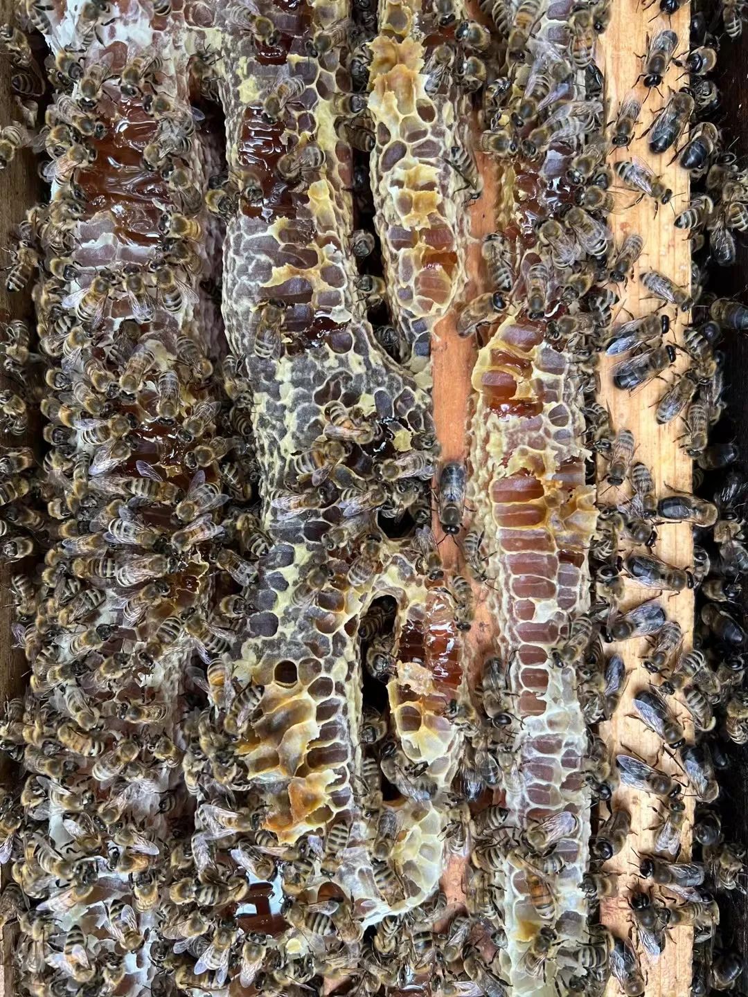 养蜂人春雨 | 了解蜜蜂生活，品尝最新鲜蜂蜜