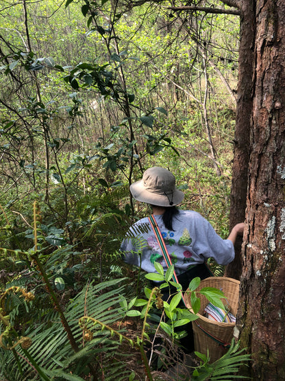 （3-6月）苍山采野生茶 制作自己的白茶