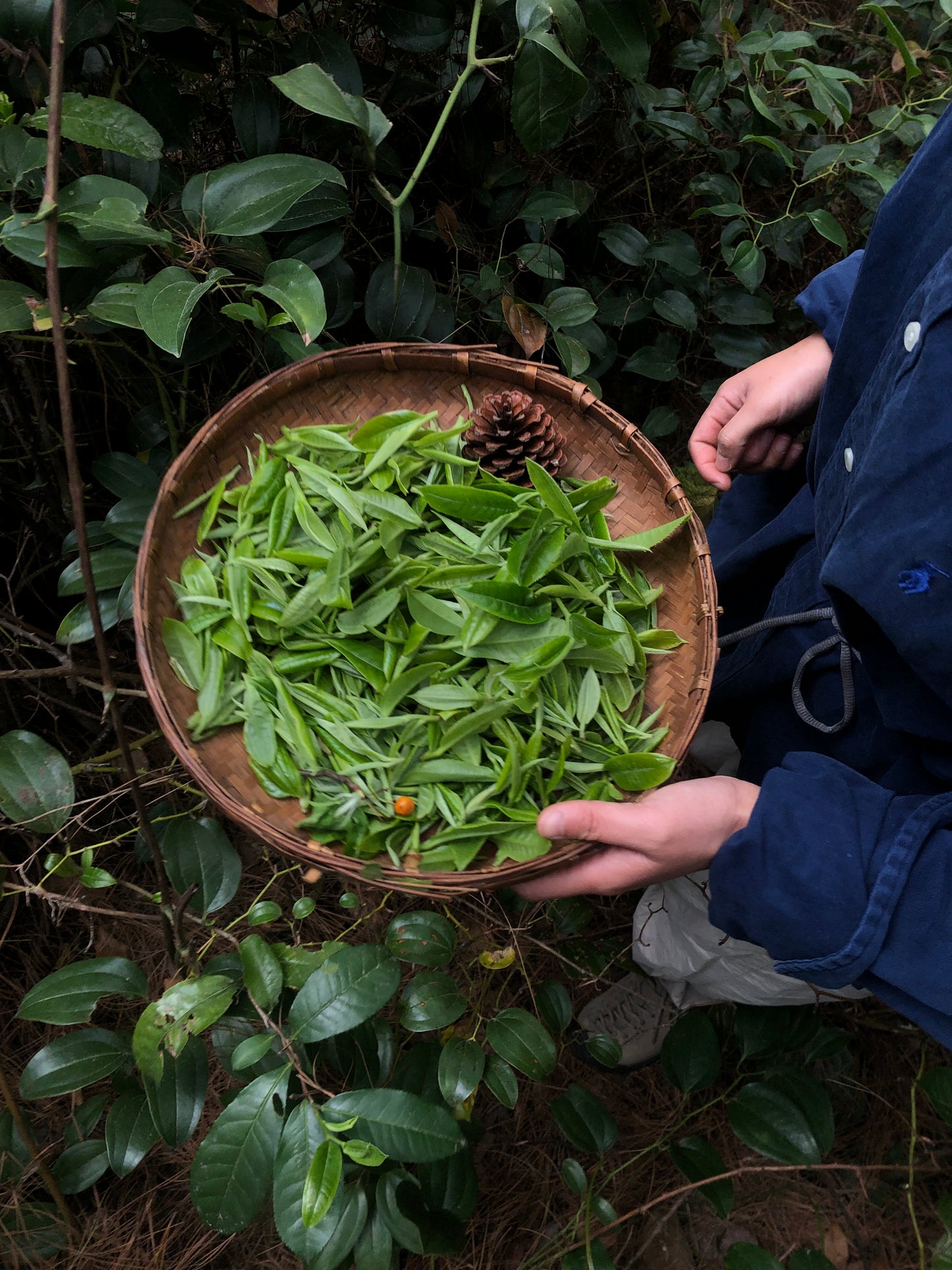 （3-6月）苍山采野生茶 制作自己的白茶