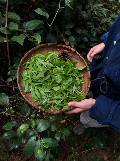 （3-6月）苍山采野生茶 制作自己的白茶