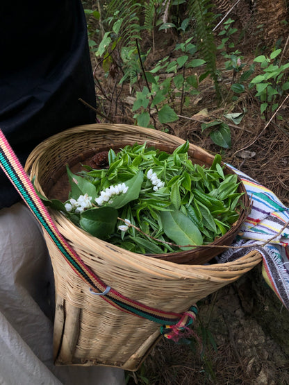 （3-6月）苍山采野生茶 制作自己的白茶