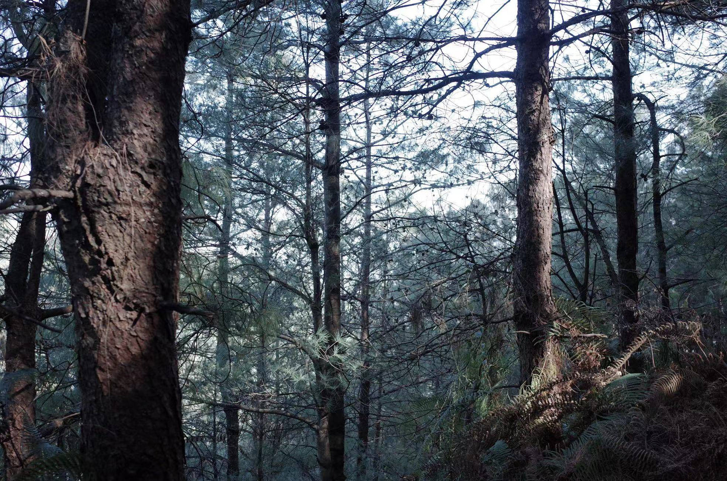 阔松坪轻徒步 | 田野 · 溪流 · 森林