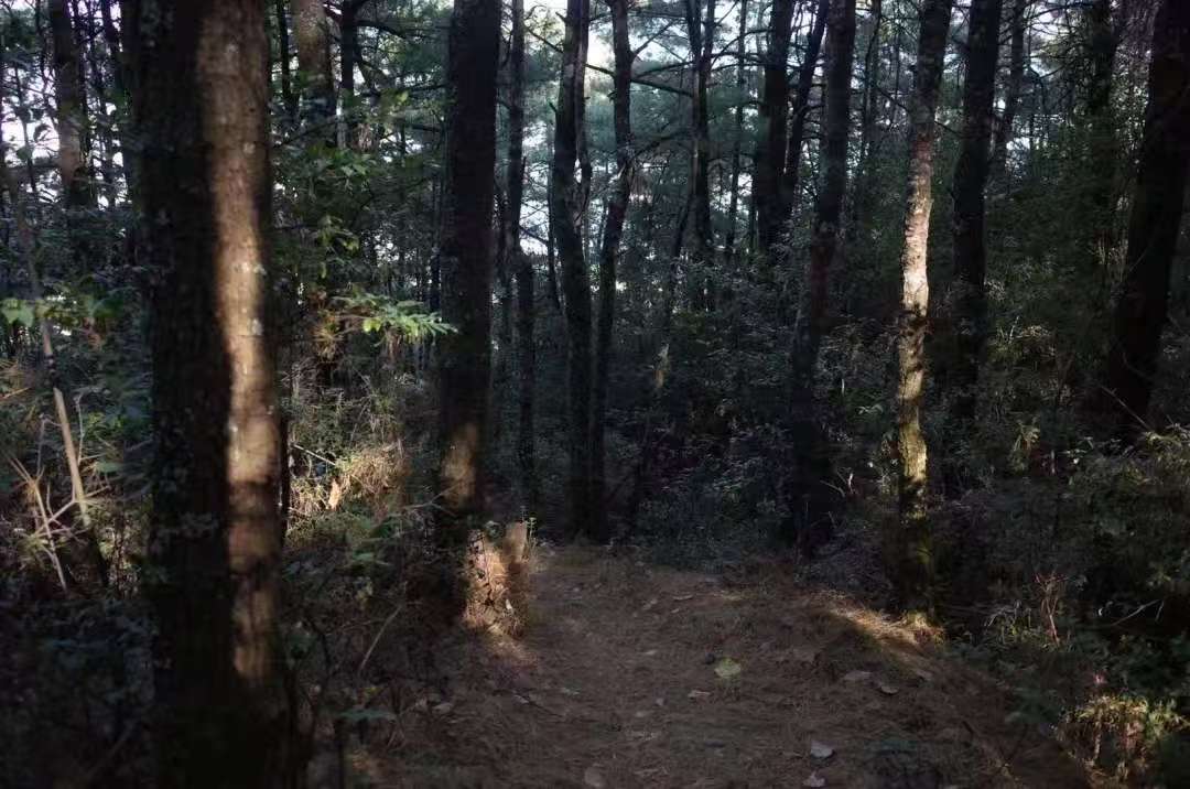 森林野道采蘑菇捡松果 | 徒步后寂照庵吃素斋