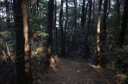 森林野道采蘑菇捡松果 | 徒步后寂照庵吃素斋