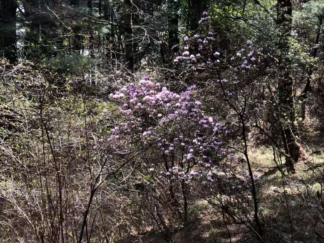 森林野道采蘑菇捡松果 | 徒步后寂照庵吃素斋
