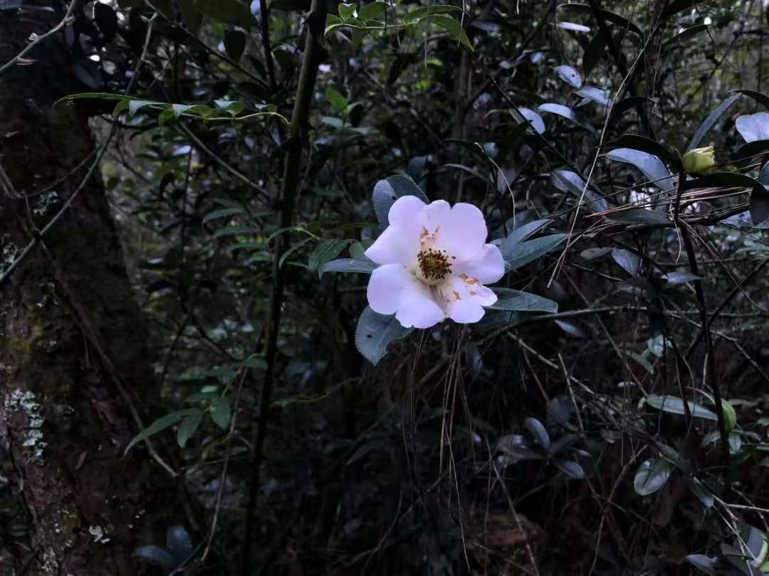 森林野道采蘑菇捡松果 | 徒步后寂照庵吃素斋