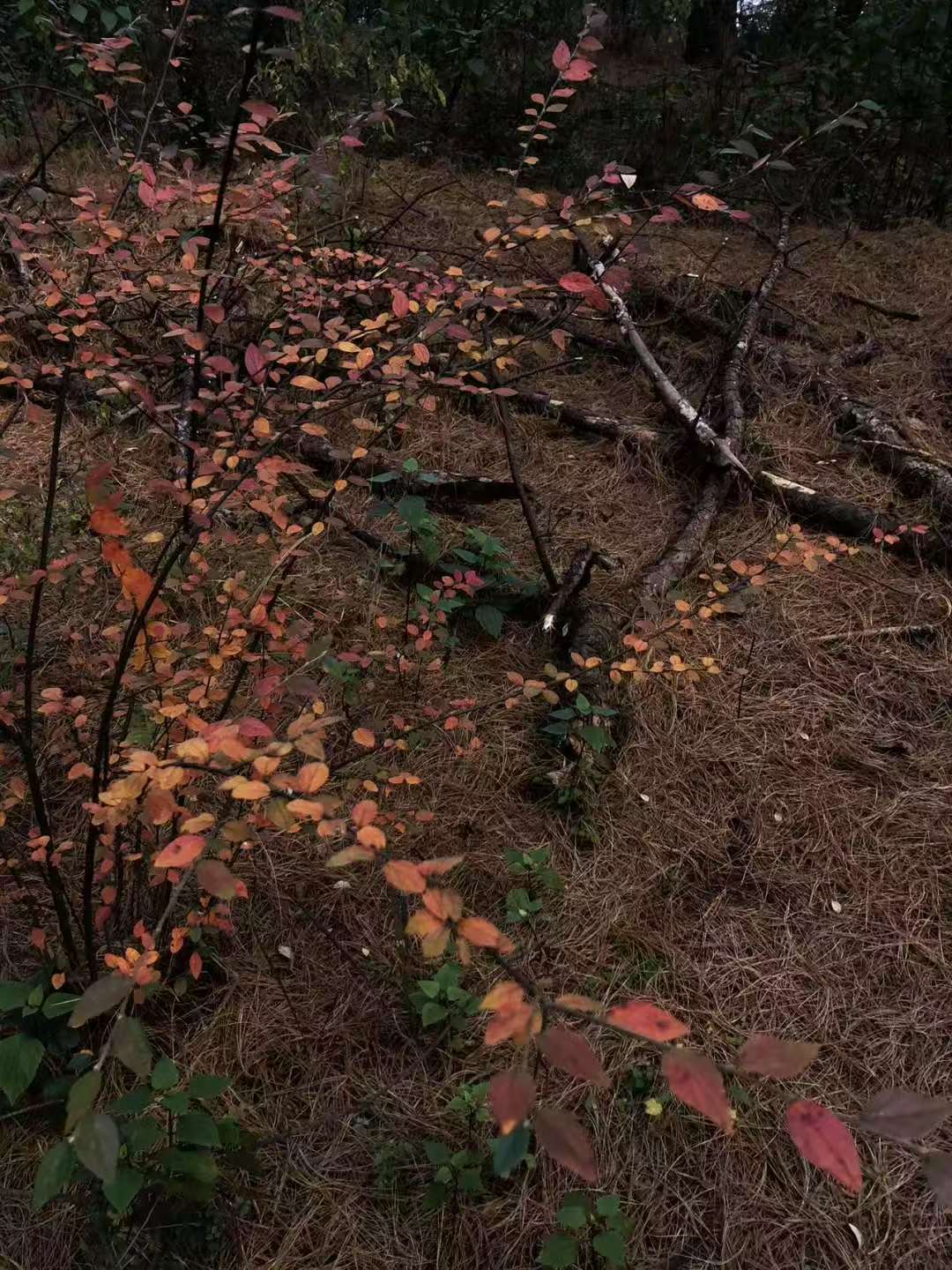 森林野道采蘑菇捡松果 | 徒步后寂照庵吃素斋