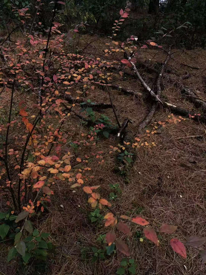 森林野道采蘑菇捡松果 | 徒步后寂照庵吃素斋