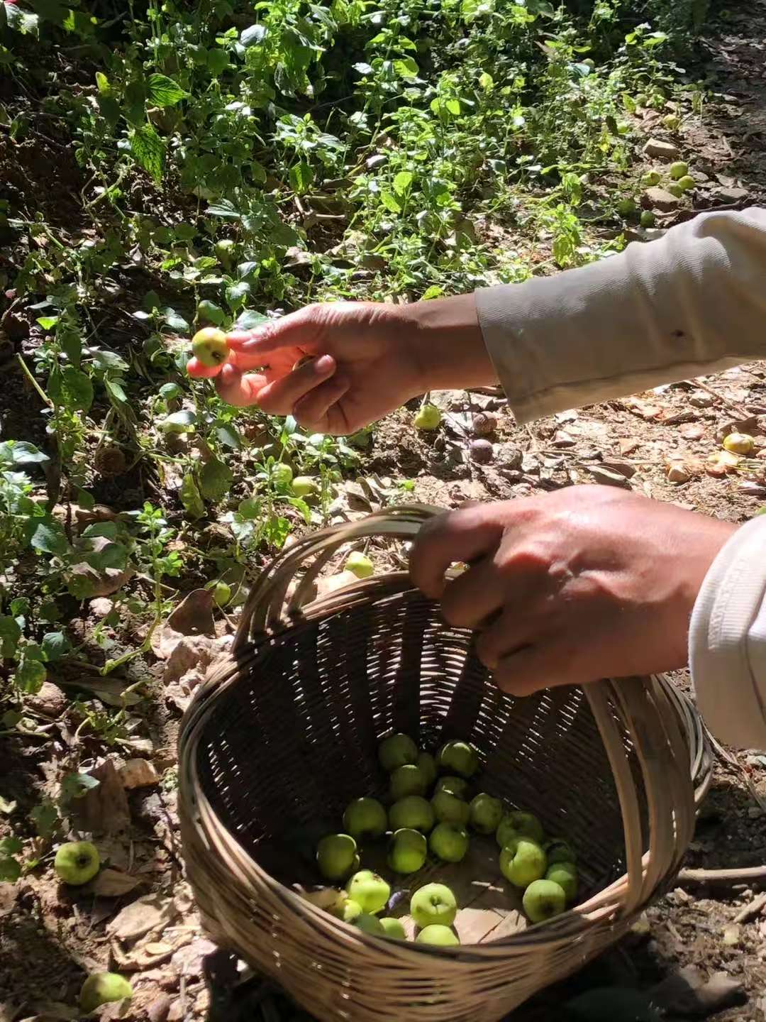 森林野道采蘑菇捡松果 | 徒步后寂照庵吃素斋