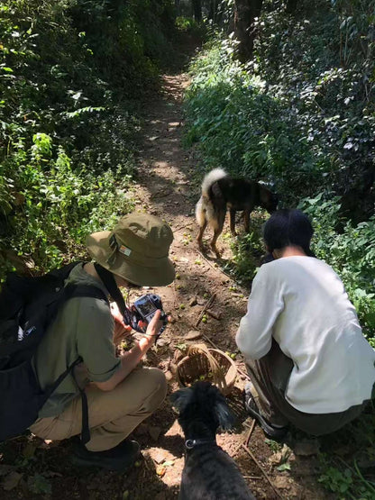 森林野道采蘑菇捡松果 | 徒步后寂照庵吃素斋