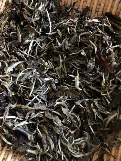 （3-6月）苍山采野生茶 制作自己的白茶