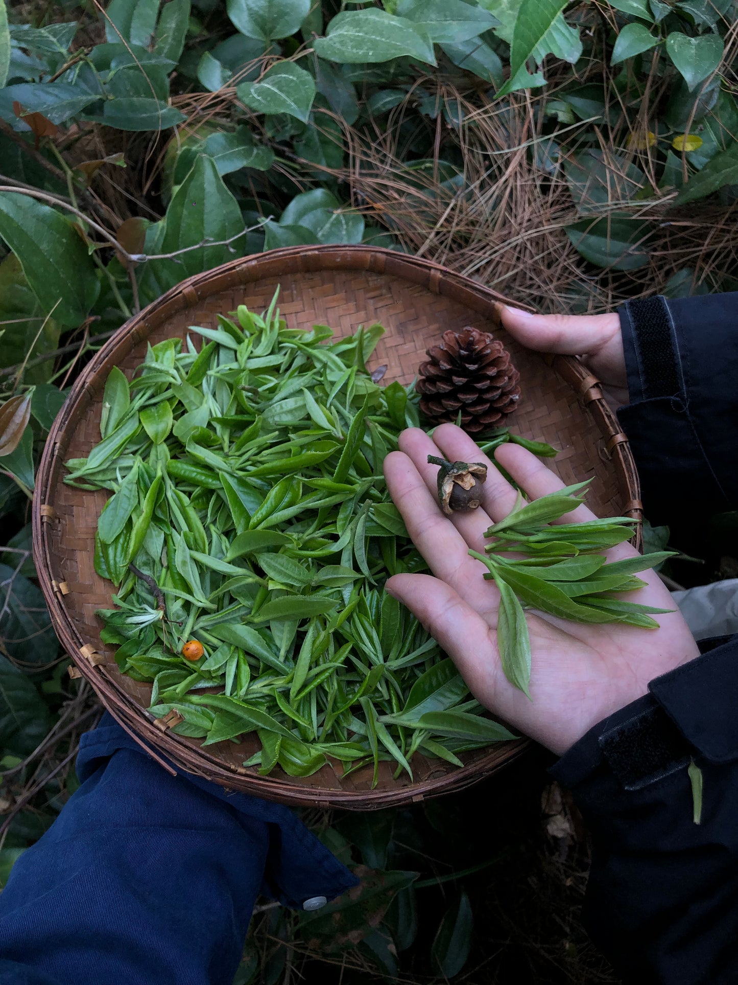 （3-6月）苍山采野生茶 制作自己的白茶