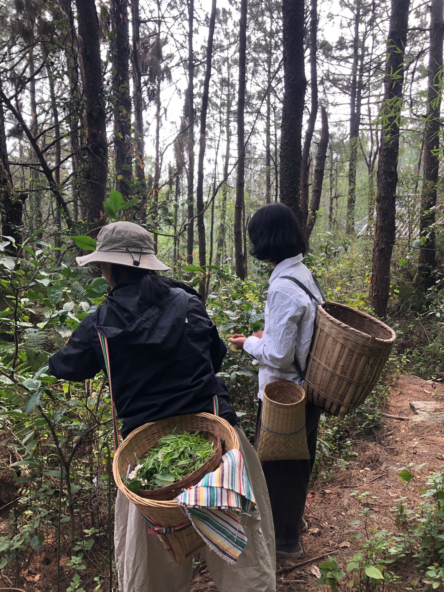 （3-6月）苍山采野生茶 制作自己的白茶