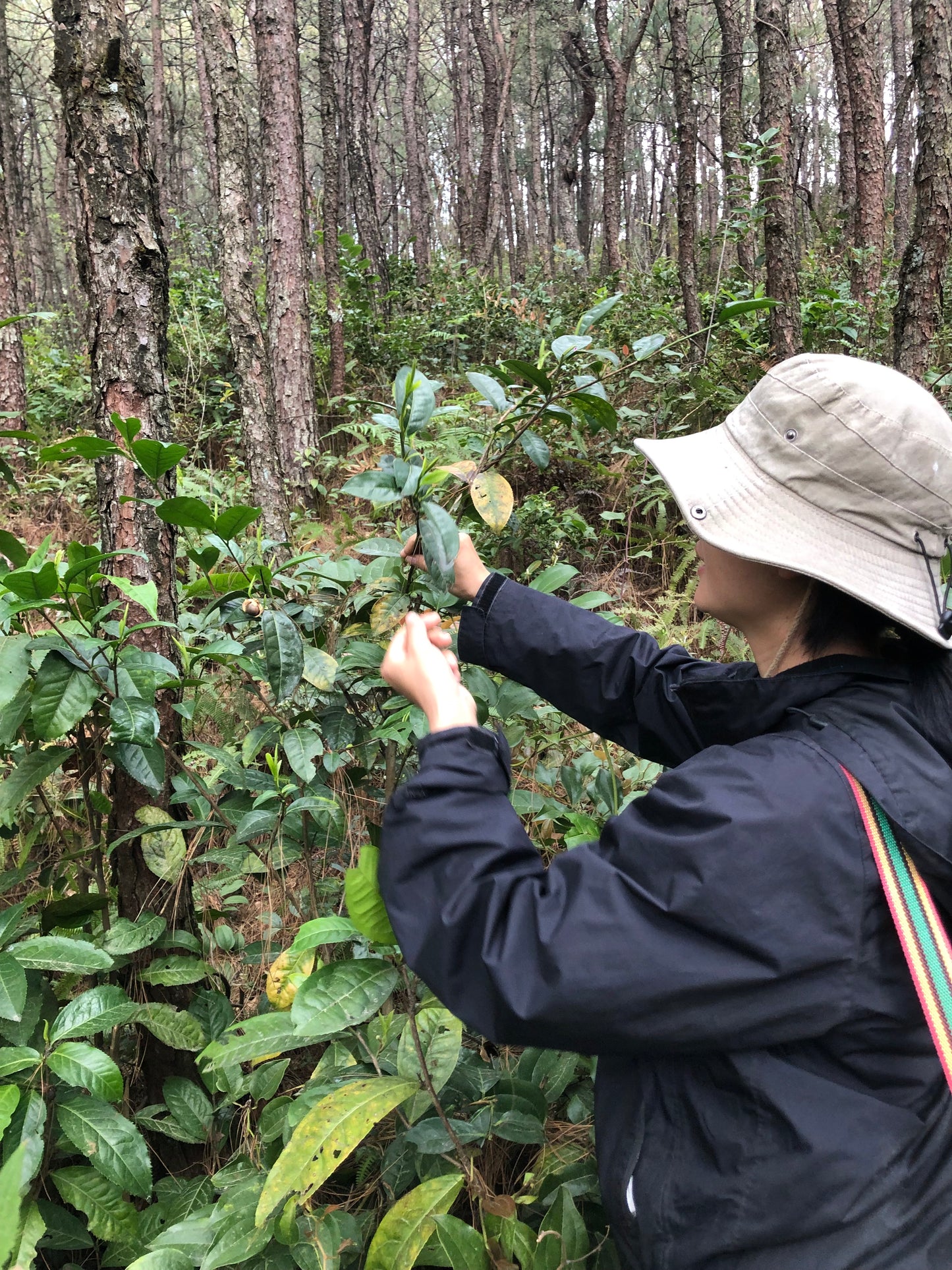 （3-6月）苍山采野生茶 制作自己的白茶