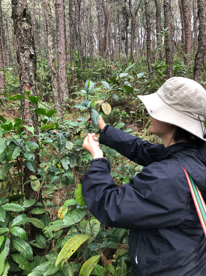 （3-6月）苍山采野生茶 制作自己的白茶