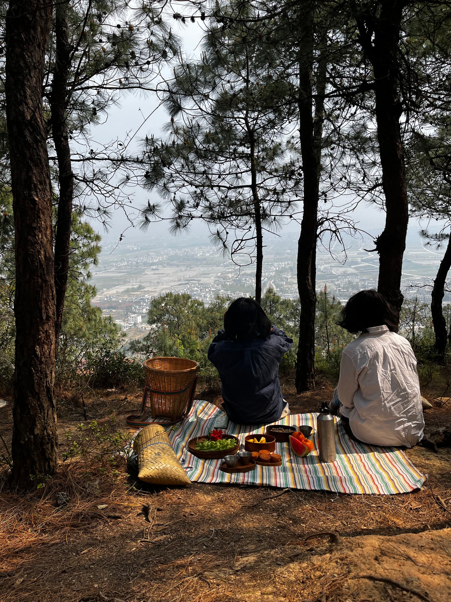 （3-6月）苍山采野生茶 制作自己的白茶