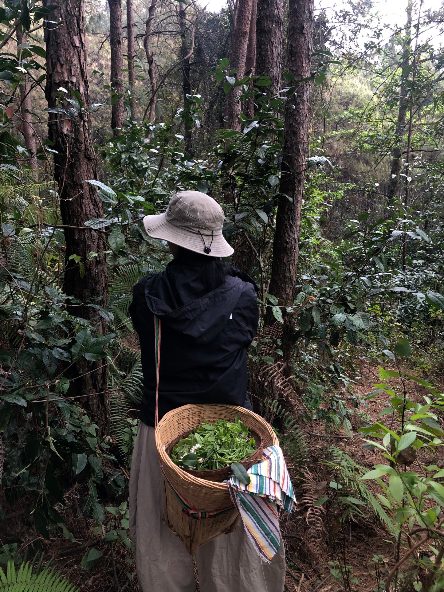 （3-6月）苍山采野生茶 制作自己的白茶
