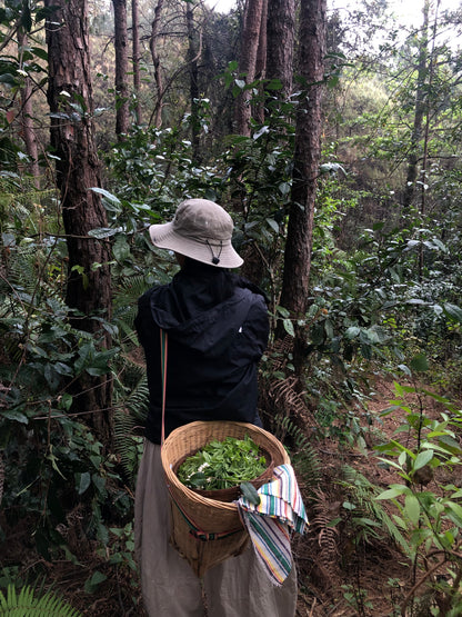 （3-6月）苍山采野生茶 制作自己的白茶