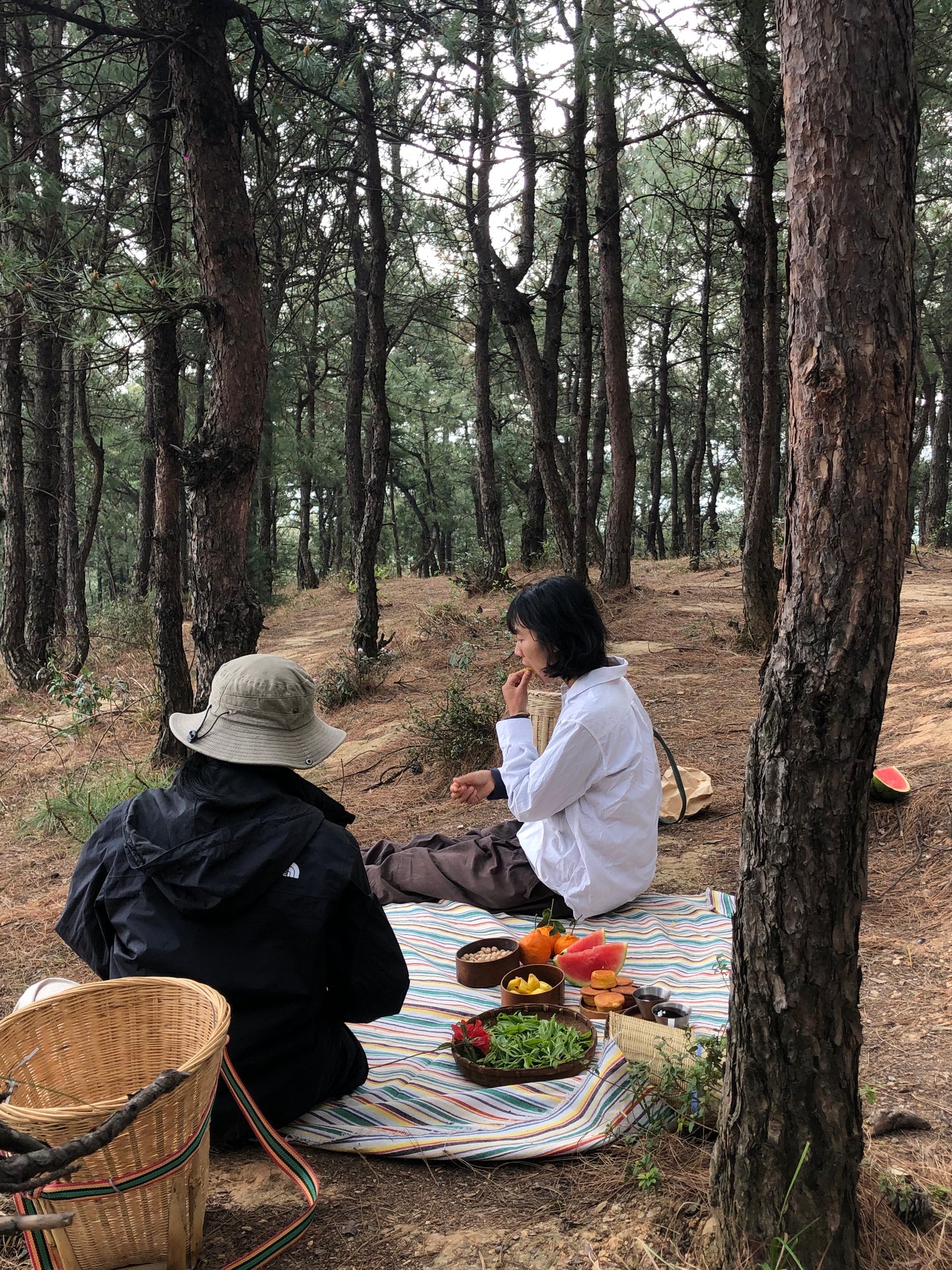 （3-6月）苍山采野生茶 制作自己的白茶