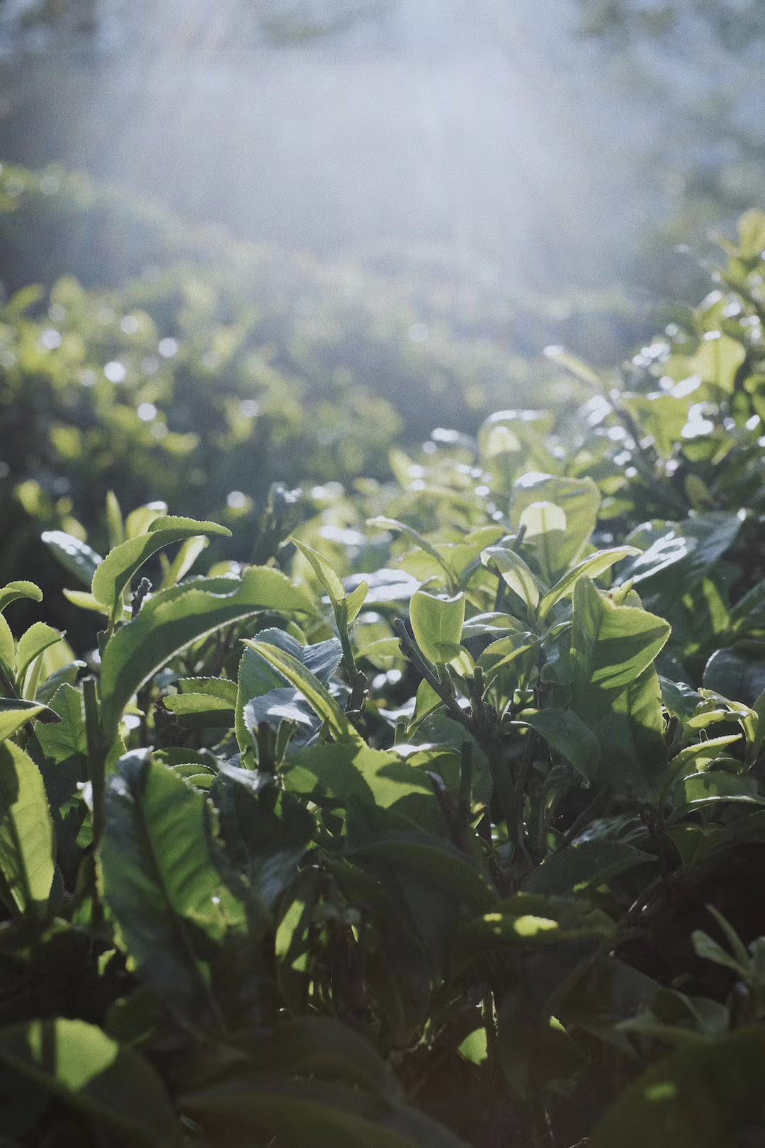 （3-6月）苍山采野生茶 制作自己的白茶