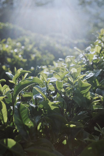 （3-6月）苍山采野生茶 制作自己的白茶