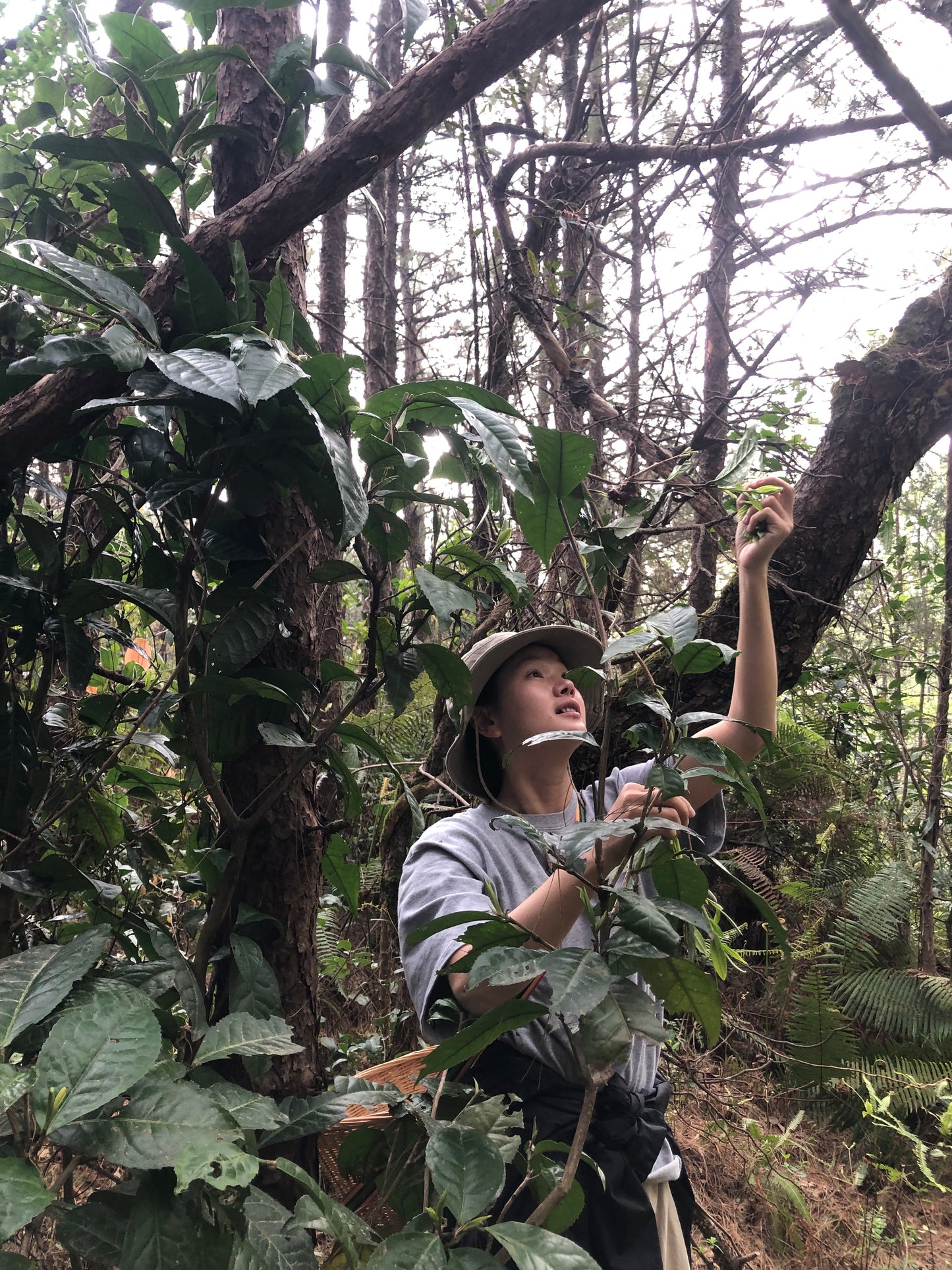 （3-6月）苍山采野生茶 制作自己的白茶