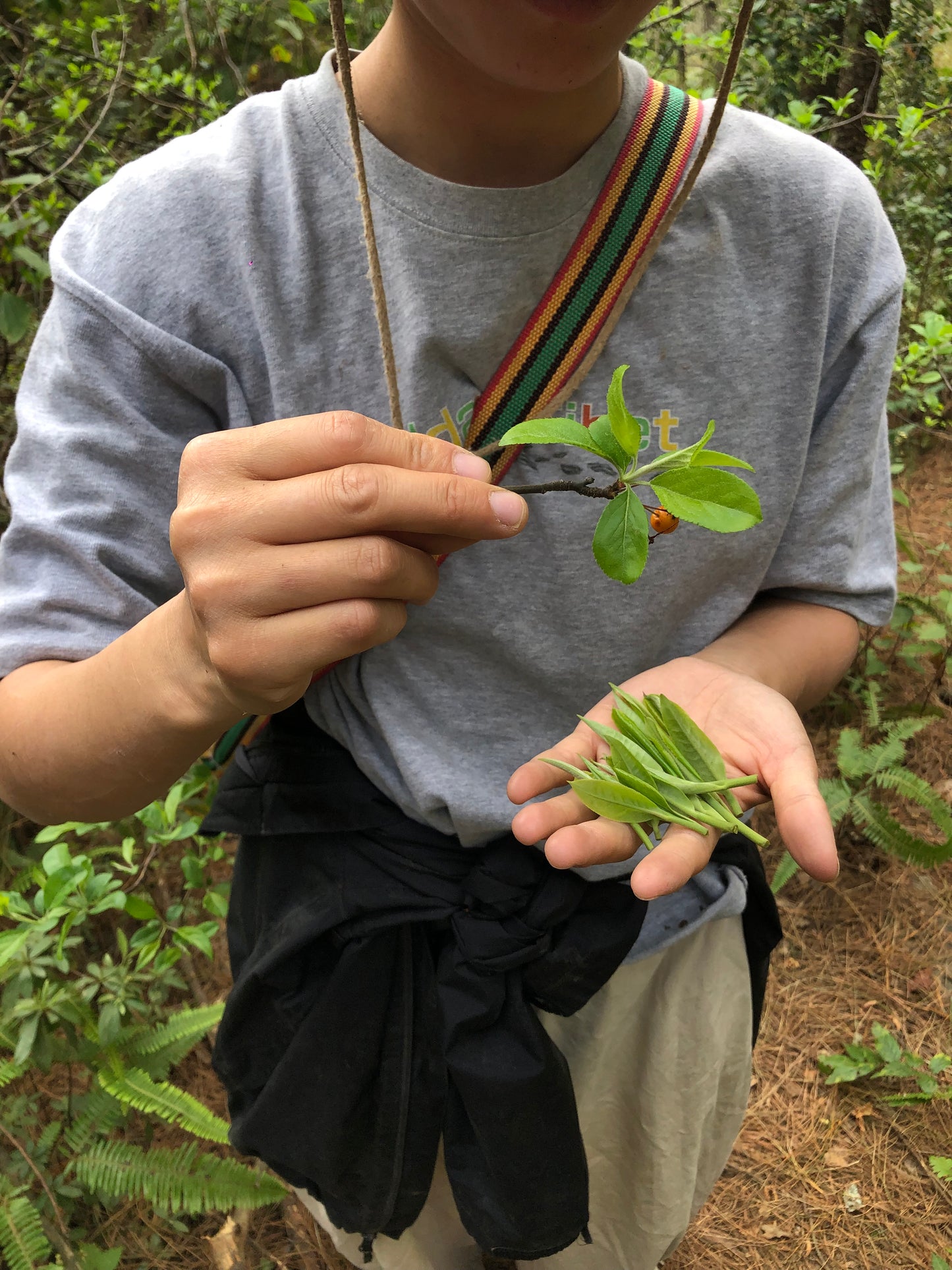 （3-6月）苍山采野生茶 制作自己的白茶