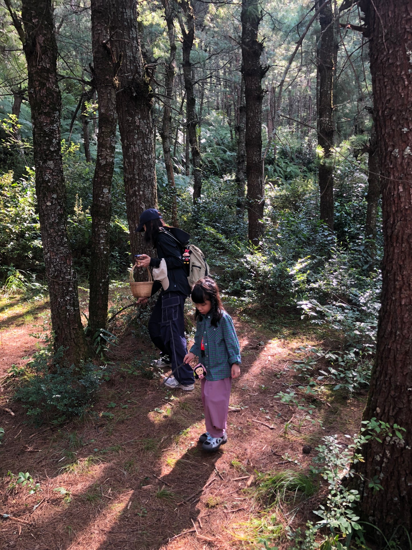 山间四季的集采