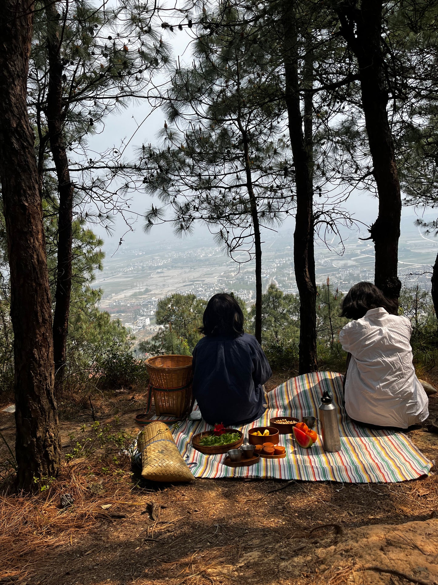 （3-6月）苍山采野生茶 制作自己的白茶