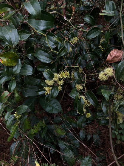 （3-6月）苍山采野生茶 制作自己的白茶