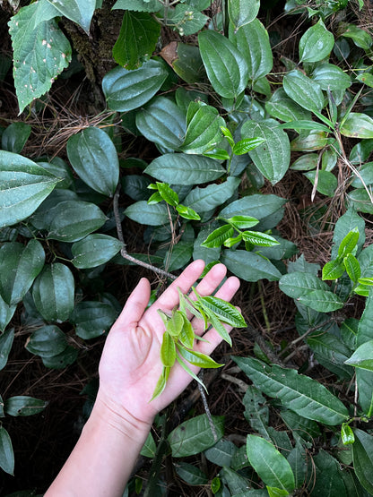 （3-6月）苍山采野生茶 制作自己的白茶