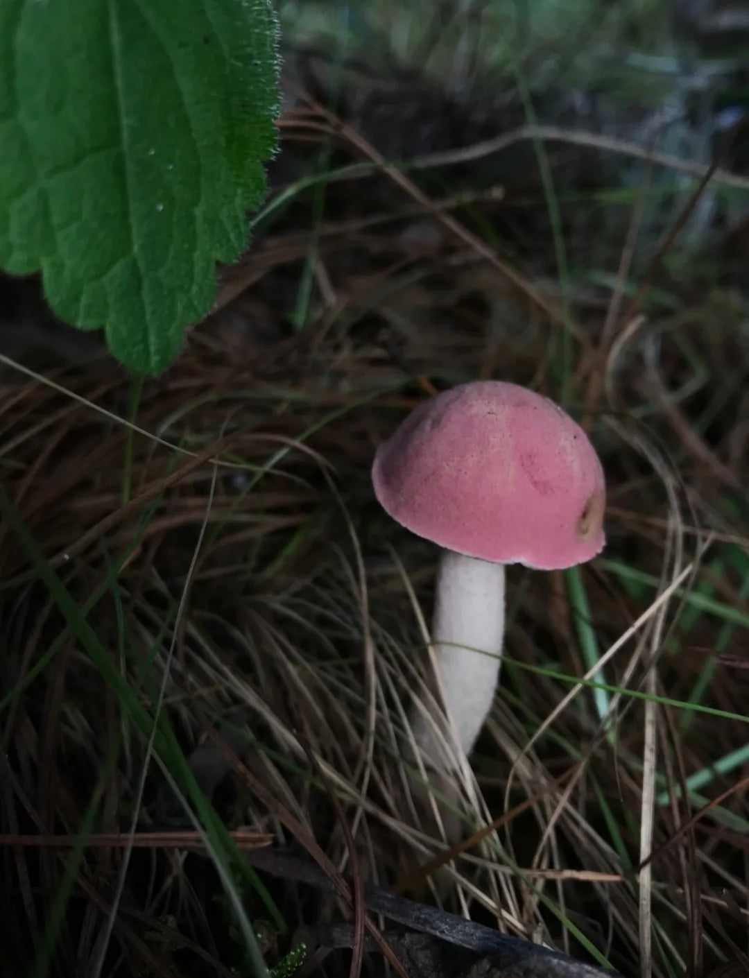 （6-10月）上山采蘑菇 | 在农家吃菌子餐