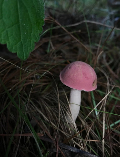 （6-10月）上山采蘑菇 | 在农家吃菌子餐