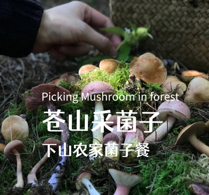 （6-10月）上山采蘑菇 | 在农家吃菌子餐