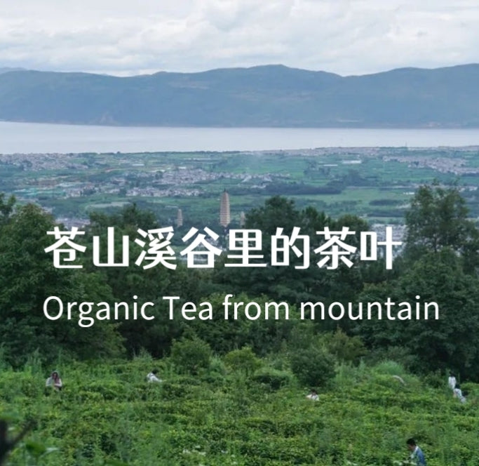 「莫催茶室」的明前绿茶 和 滇红茶