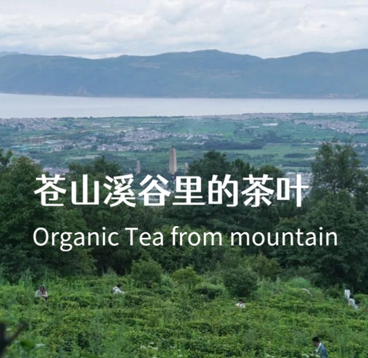 「莫催茶室」的明前绿茶 和 滇红茶